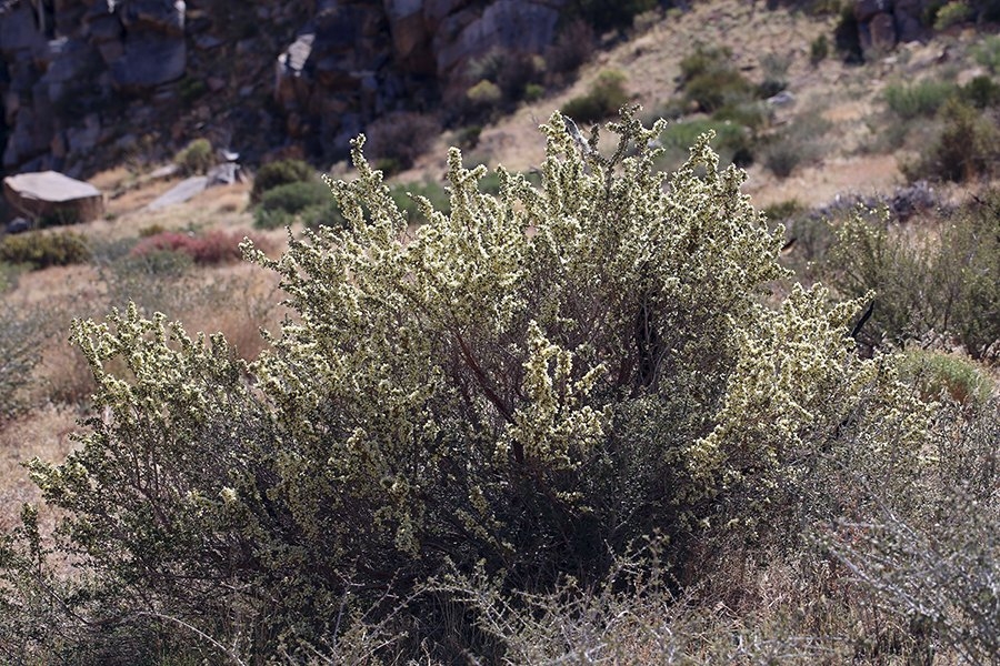 Purshia tridentata var. glandulosa