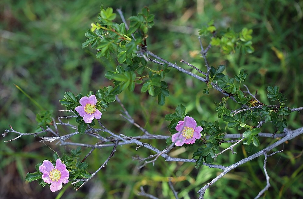 Rosa pisocarpa ssp. pisocarpa