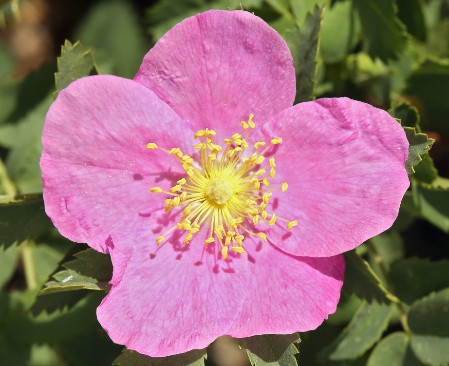 Rosa woodsii ssp. gratissima