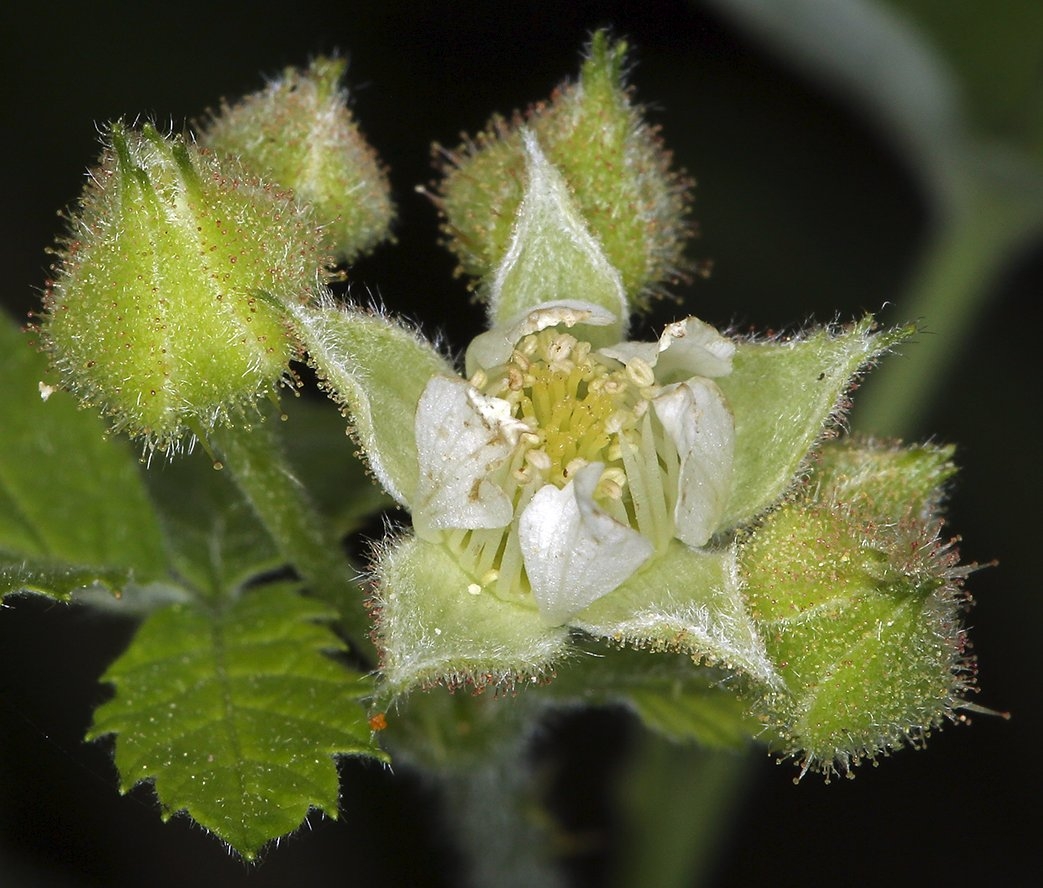 Rubus glaucifolius