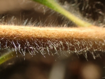 Melaleuca viminalis