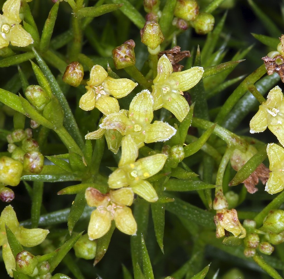 Galium andrewsii ssp. gatense