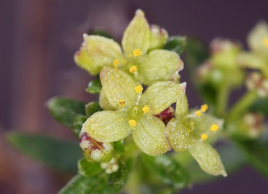 Galium angustifolium ssp. foliosum
