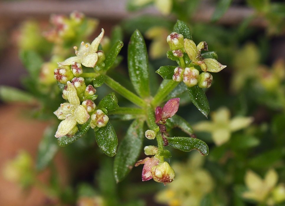 Galium angustifolium ssp. foliosum