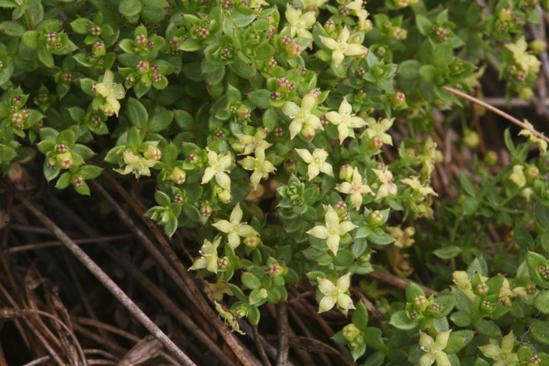 Galium californicum ssp. miguelense