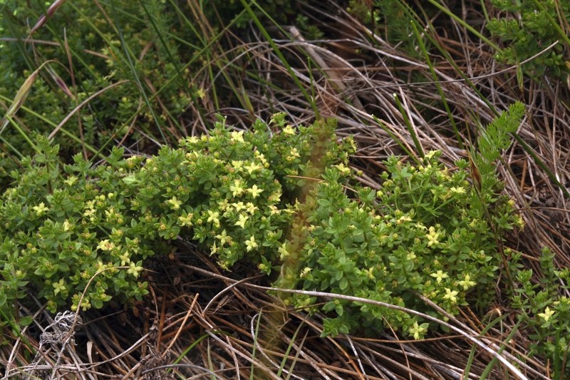 Galium californicum ssp. miguelense
