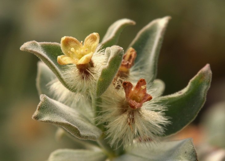 Galium grayanum var. grayanum
