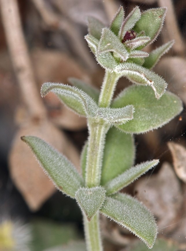 Galium hypotrichium ssp. tomentellum