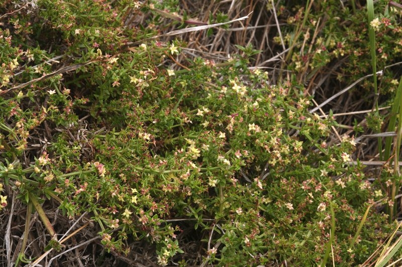 Galium nuttallii ssp. insulare
