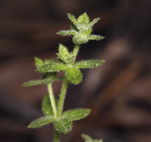Galium californicum ssp. flaccidum