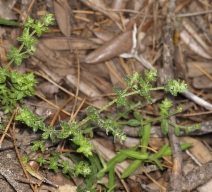 Galium californicum ssp. flaccidum