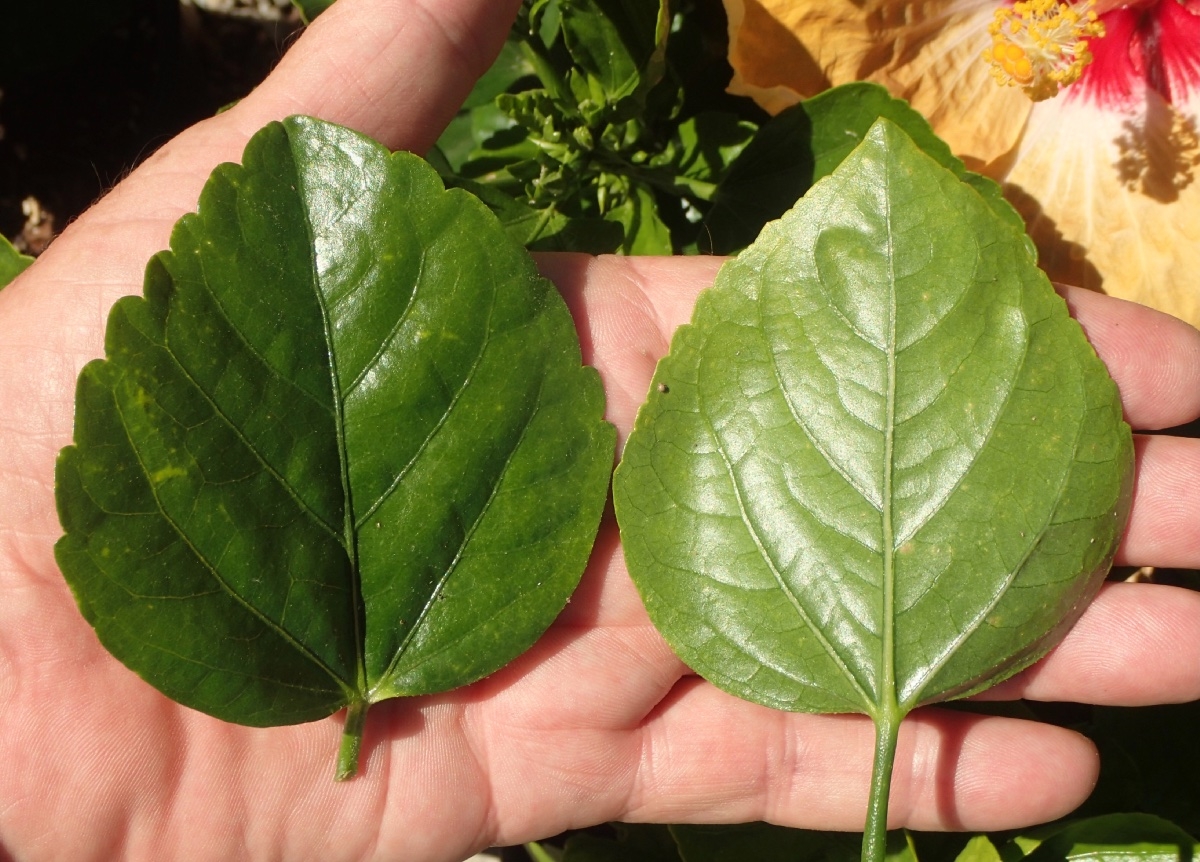 Hibiscus rosa-sinensis