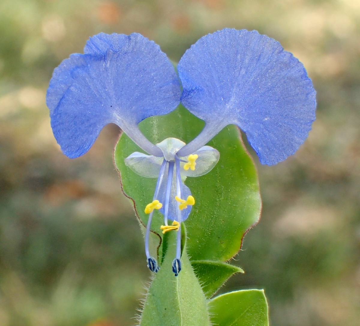 Commelina benghalensis