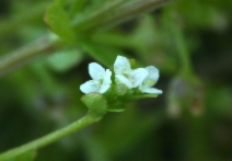 Galium trifidum ssp. columbianum