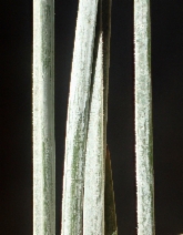 Festuca arvernensis