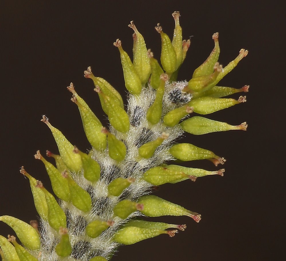 Salix lasiolepis