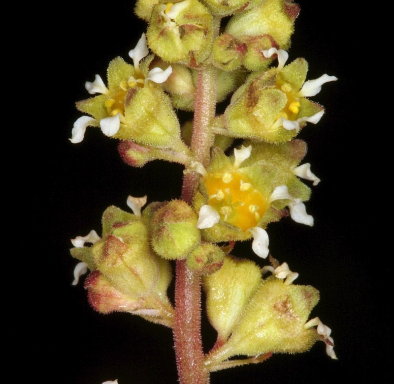 Heuchera parvifolia