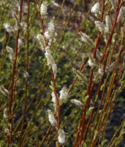 Salix scouleriana