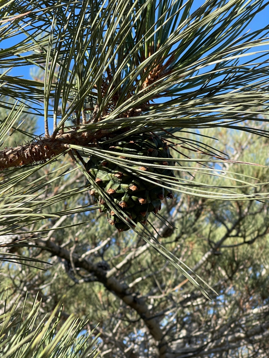 Pinus torreyana ssp. insularis