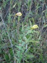 Oenothera villosa var. villosa
