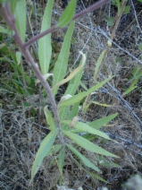 Oenothera villosa var. villosa