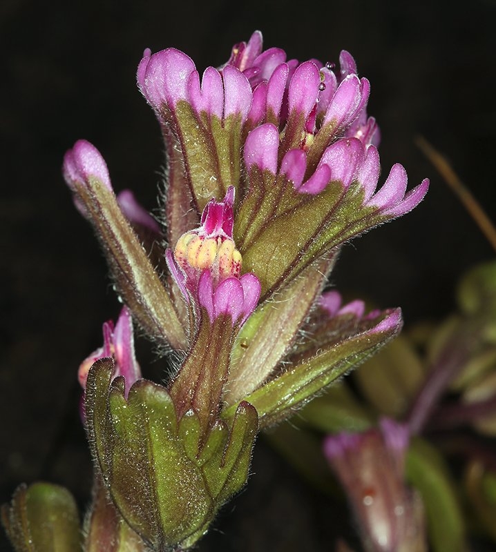 Castilleja ambigua ssp. humboldtiensis