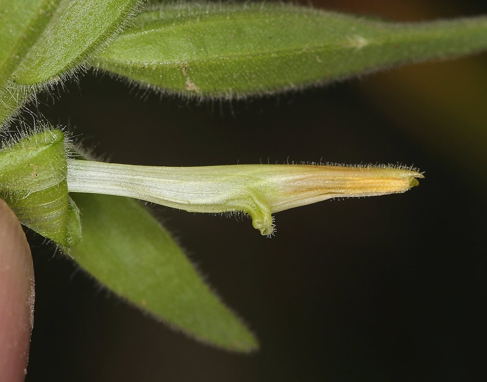 Castilleja minor ssp. minor