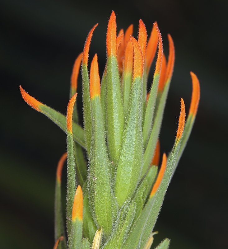Castilleja minor ssp. minor