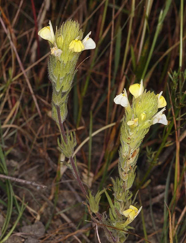 Castilleja rubicundula ssp. lithospermoides