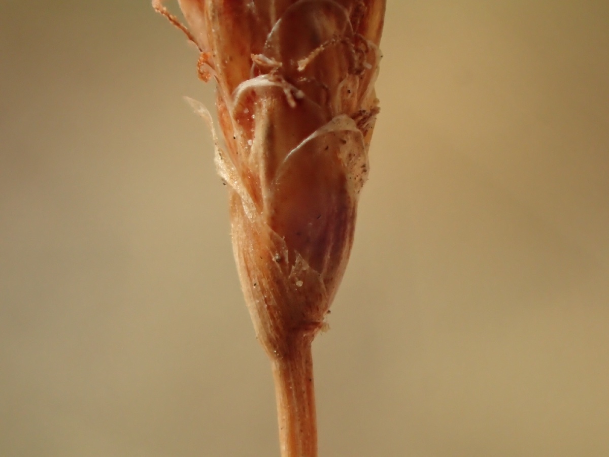 Eleocharis montevidensis