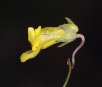Neogaerrhinum filipes