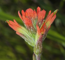 Castilleja affinis ssp. litoralis