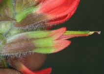 Castilleja angustifolia