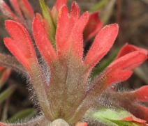 Castilleja angustifolia