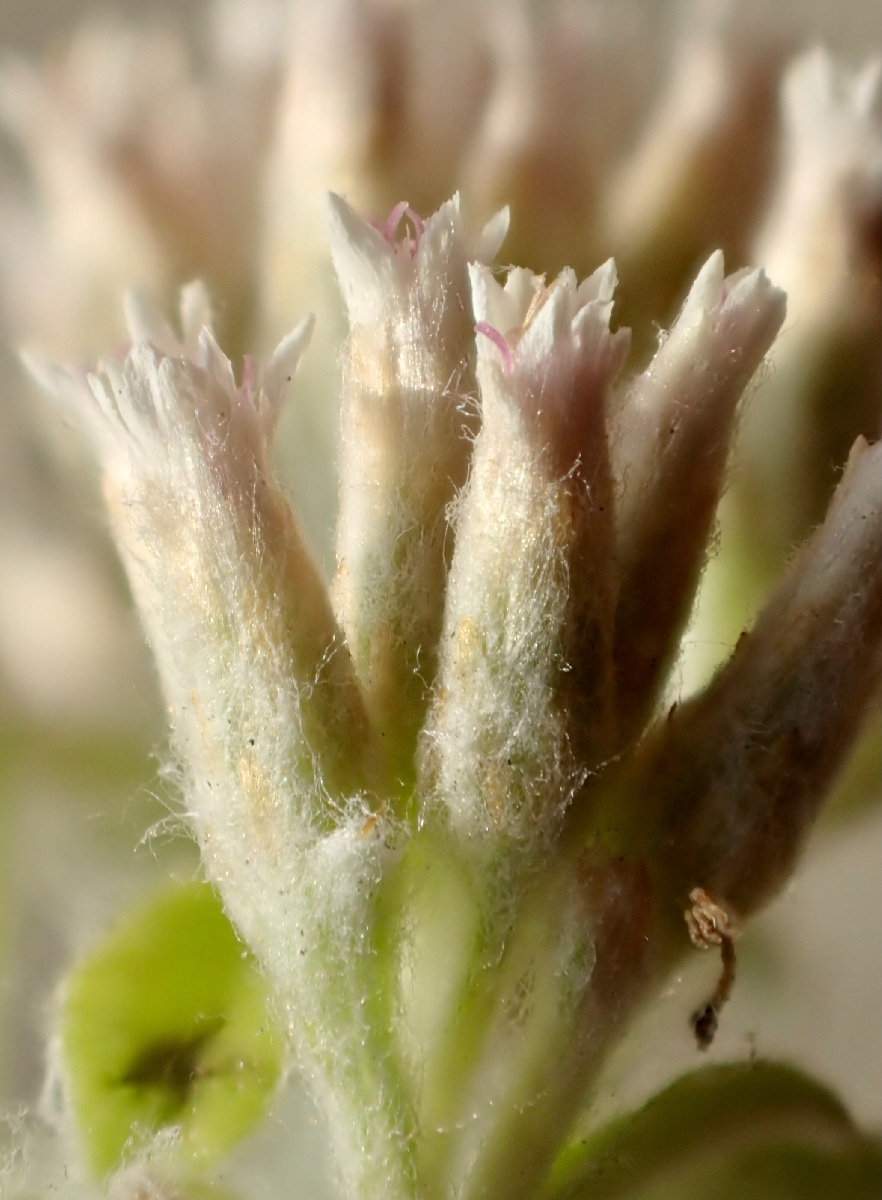 Plecostachys serpyllifolia