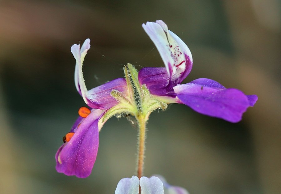 Collinsia heterophylla var. heterophylla