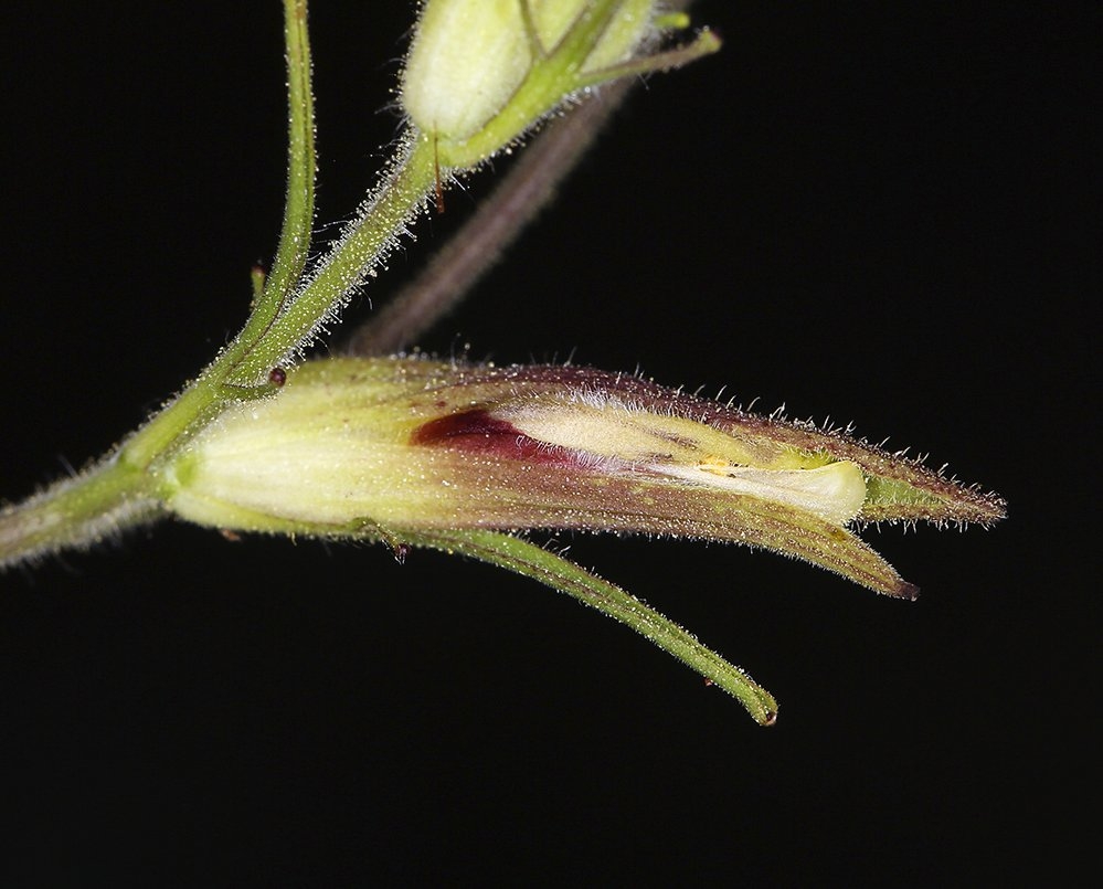Cordylanthus tenuis ssp. viscidus