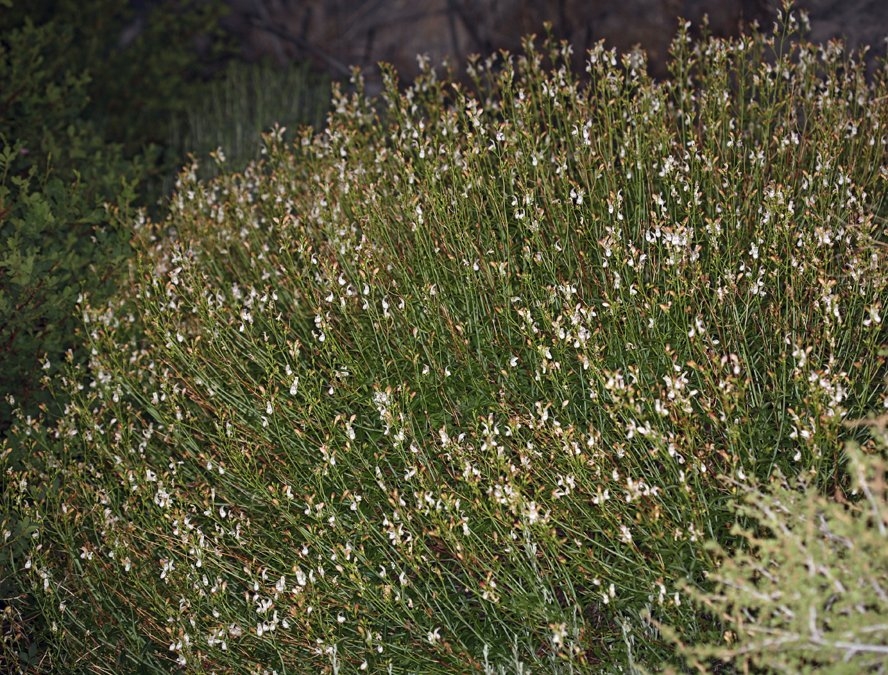 Keckiella breviflora var. glabrisepala