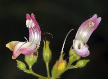 Keckiella breviflora var. breviflora
