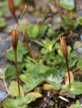Mimulus primuloides ssp. primuloides