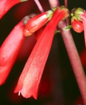 Penstemon eatonii ssp. eatonii