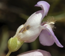 Penstemon fruticiformis ssp. amargosae