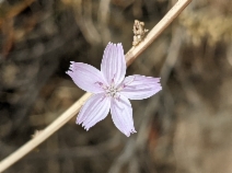 Stephanomeria virgata ssp. pleurocarpa