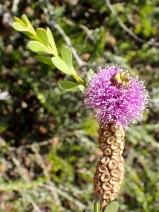 Melaleuca nesophila