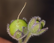 Solanum umbelliferum var. xanti