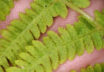 Amauropelta nevadensis