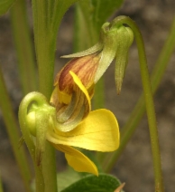 Viola praemorsa ssp. linguifolia