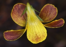 Viola lobata ssp. lobata