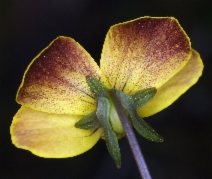 Viola lobata ssp. lobata