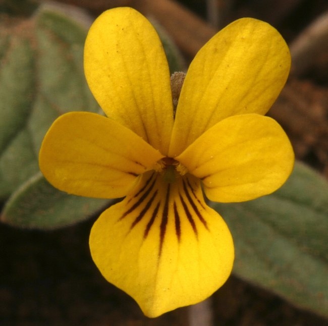 Viola purpurea